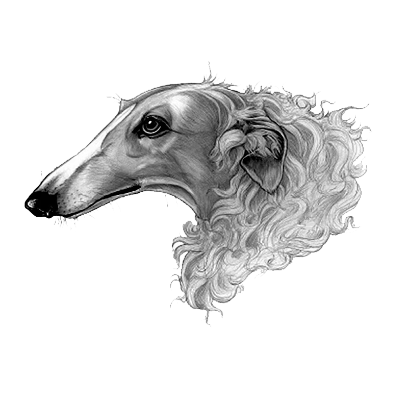 龙哥苏俄猎狼犬